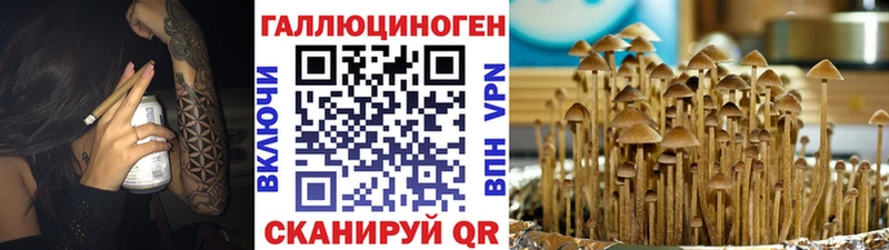 купить закладку  Брюховецкая  нарко площадка наркотические препараты  Псилоцибиновые грибы Psilocybine cubensis 